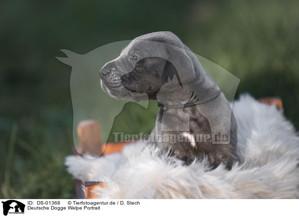 Deutsche Dogge Welpe Portrait / DS-01368