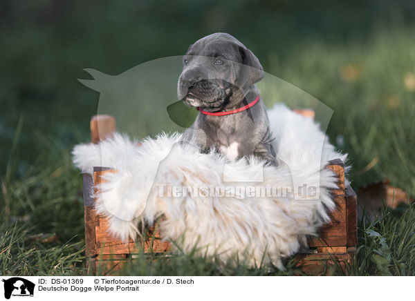 Deutsche Dogge Welpe Portrait / DS-01369