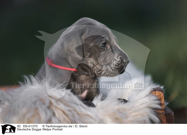 Deutsche Dogge Welpe Portrait / DS-01370