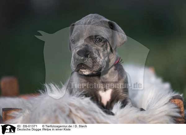 Deutsche Dogge Welpe in einer Kiste / Great Dane Puppy in a box / DS-01371