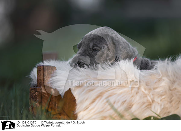 Deutsche Dogge Welpe Portrait / DS-01376