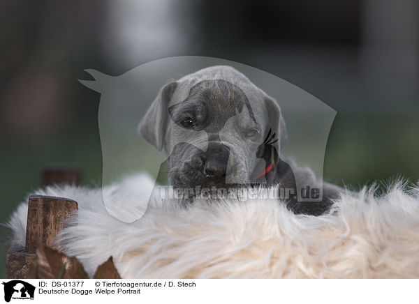 Deutsche Dogge Welpe Portrait / Great Dane Puppy portrait / DS-01377