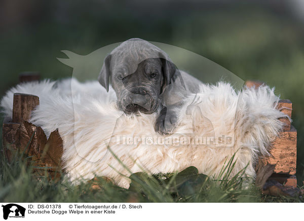 Deutsche Dogge Welpe in einer Kiste / DS-01378