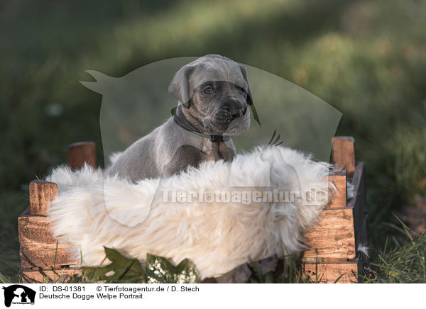 Deutsche Dogge Welpe Portrait / DS-01381