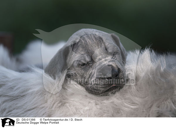 Deutsche Dogge Welpe Portrait / DS-01386