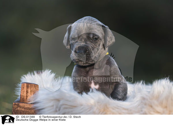 Deutsche Dogge Welpe in einer Kiste / Great Dane Puppy in a box / DS-01388