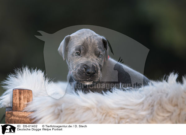 Deutsche Dogge Welpe Portrait / DS-01402