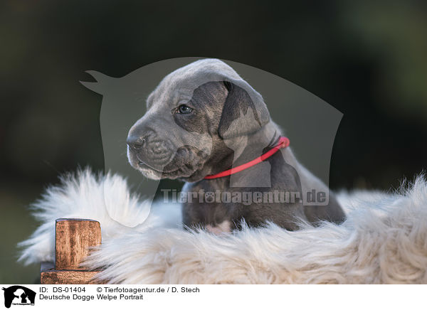 Deutsche Dogge Welpe Portrait / DS-01404