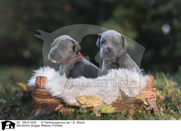 Deutsche Dogge Welpen Portrait / DS-01405