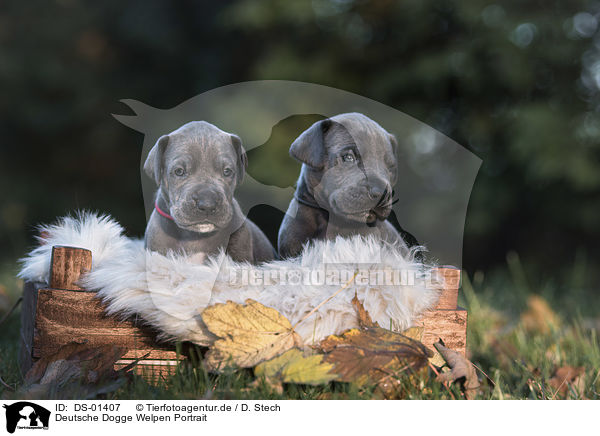 Deutsche Dogge Welpen Portrait / DS-01407