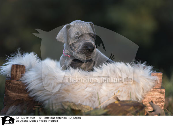 Deutsche Dogge Welpe Portrait / DS-01409