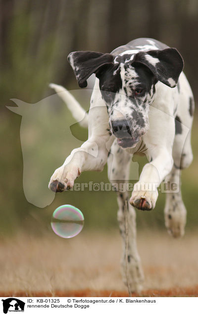 rennende Deutsche Dogge / running Great Dane / KB-01325