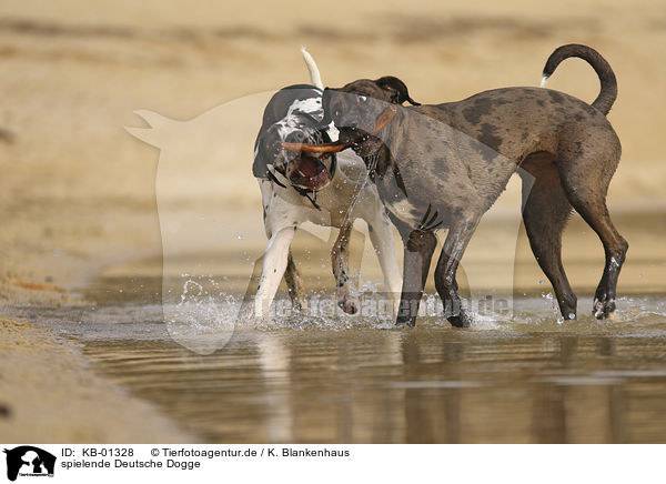 spielende Deutsche Dogge / playing Great Dane / KB-01328