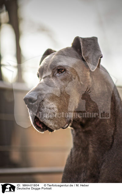 Deutsche Dogge Portrait / MAH-01804