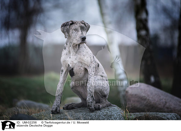 sitzende Deutsche Dogge / sitting Great Dane / UM-02256