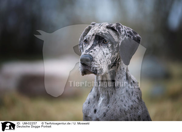 Deutsche Dogge Portrait / UM-02257
