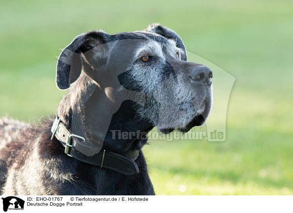 Deutsche Dogge Portrait / Great Dane Portrait / EHO-01767