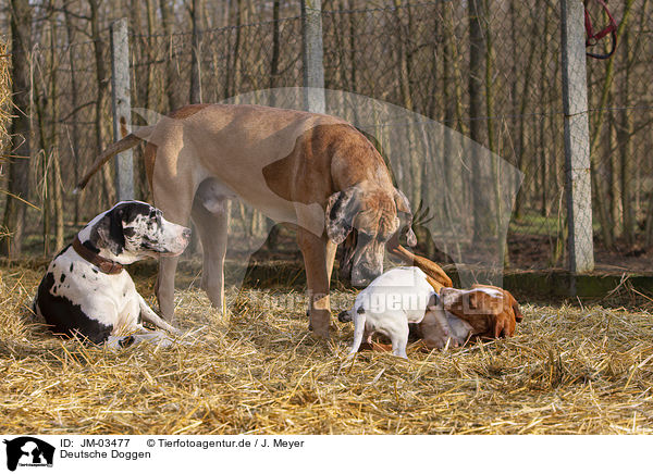 Deutsche Doggen / Great Danes / JM-03477