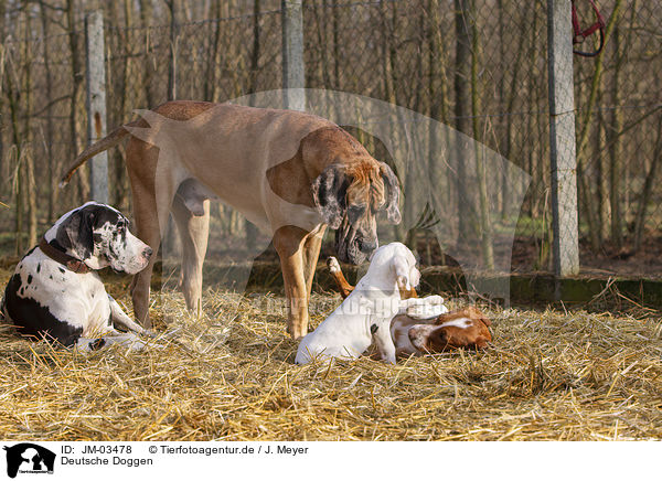 Deutsche Doggen / JM-03478