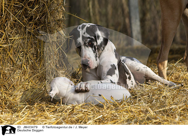 Deutsche Doggen / Great Danes / JM-03479