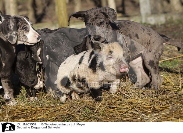 Deutsche Dogge und Schwein / JM-03559