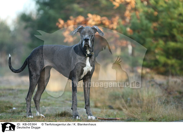 Deutsche Dogge / Great Dane / KB-05364