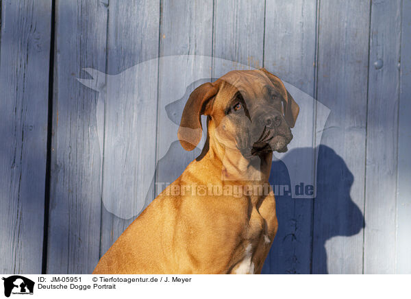 Deutsche Dogge Portrait / JM-05951