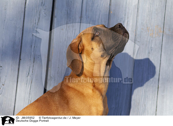 Deutsche Dogge Portrait / JM-05952