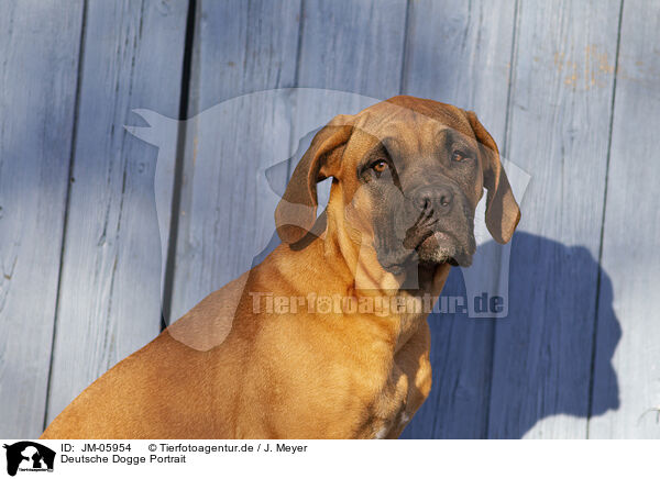 Deutsche Dogge Portrait / JM-05954
