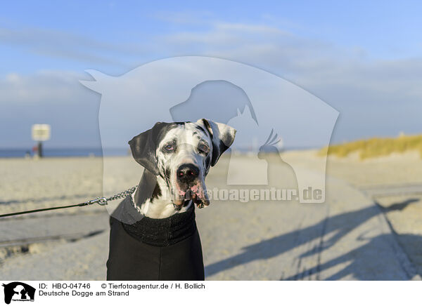 Deutsche Dogge am Strand / Great Dane on the beach / HBO-04746