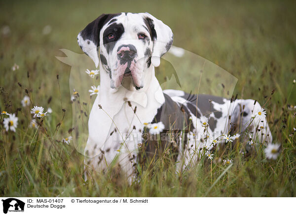 Deutsche Dogge / Great Dane / MAS-01407