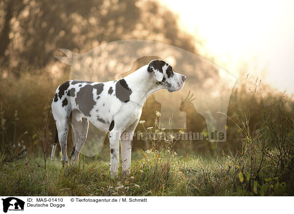 Deutsche Dogge / Great Dane / MAS-01410