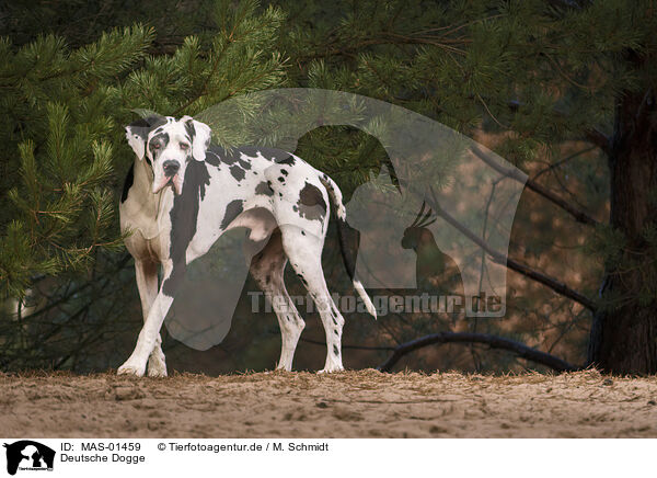 Deutsche Dogge / Great Dane / MAS-01459