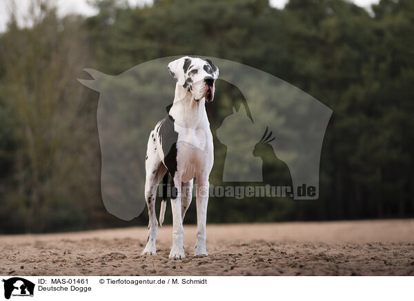 Deutsche Dogge / MAS-01461