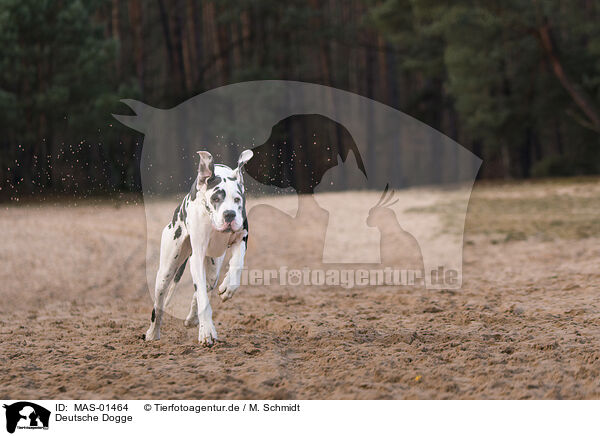Deutsche Dogge / MAS-01464