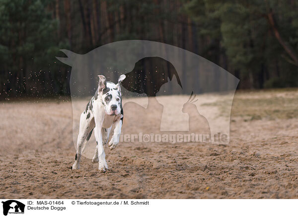 Deutsche Dogge / Great Dane / MAS-01464