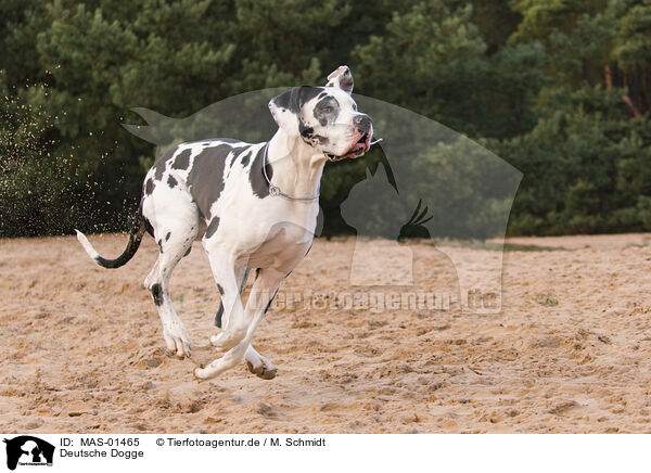 Deutsche Dogge / Great Dane / MAS-01465