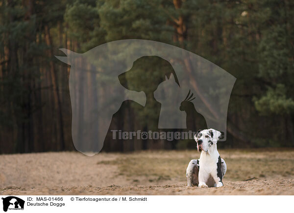 Deutsche Dogge / Great Dane / MAS-01466
