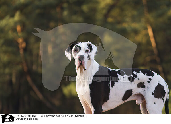 Deutsche Dogge / MAS-01469