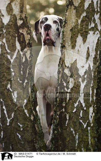 Deutsche Dogge / Great Dane / MAS-01471
