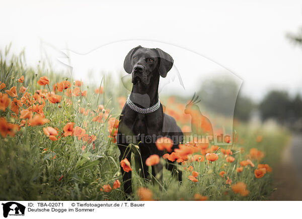Deutsche Dogge im Sommer / Great Dane in summer / TBA-02071