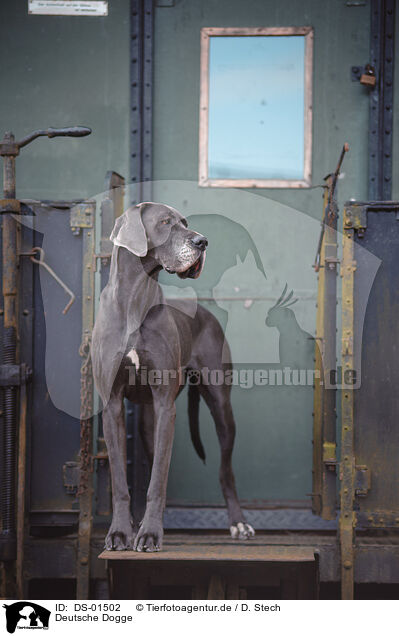 Deutsche Dogge / DS-01502