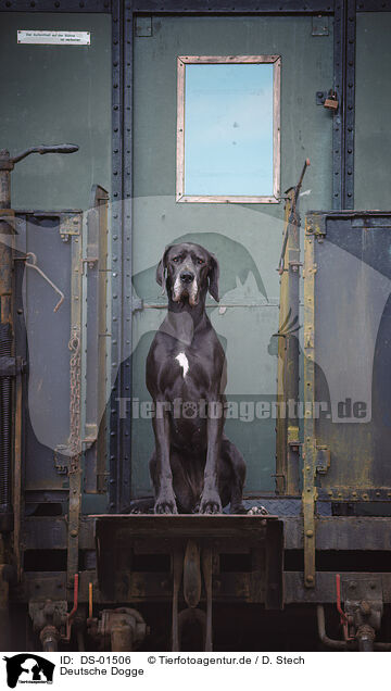 Deutsche Dogge / Great Dane / DS-01506