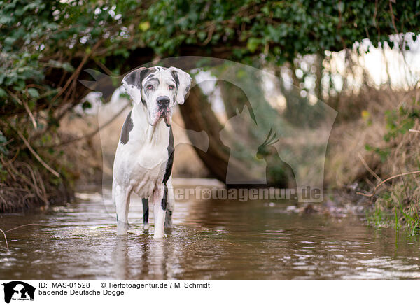 badende Deutsche Dogge / bathing Great Dane / MAS-01528