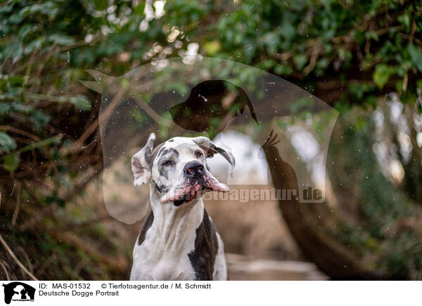 Deutsche Dogge Portrait / MAS-01532