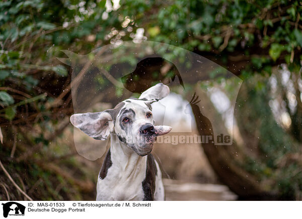 Deutsche Dogge Portrait / MAS-01533