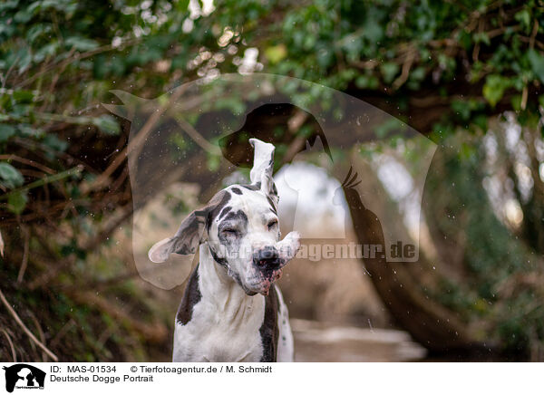 Deutsche Dogge Portrait / MAS-01534