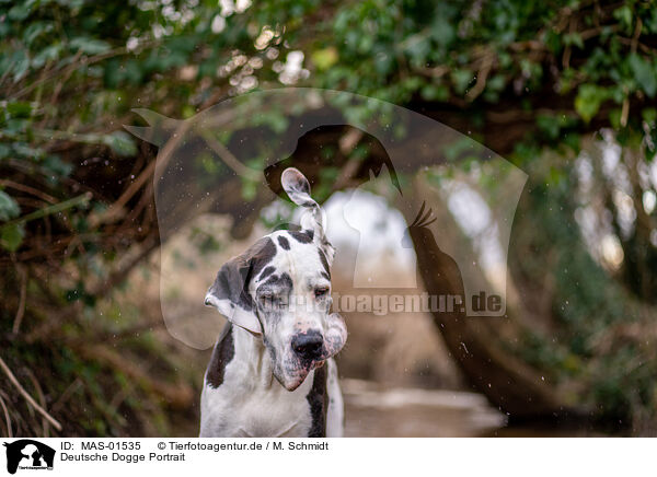 Deutsche Dogge Portrait / MAS-01535
