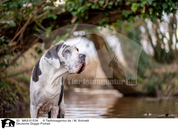Deutsche Dogge Portrait / MAS-01536