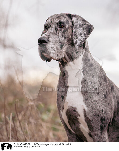 Deutsche Dogge Portrait / MAS-01538